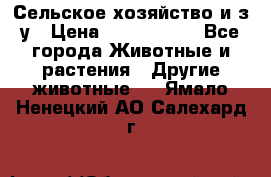 Сельское хозяйство и з/у › Цена ­ 2 500 000 - Все города Животные и растения » Другие животные   . Ямало-Ненецкий АО,Салехард г.